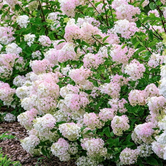 3 Gal. Strawberry Sundae Hydrangea Flowering Shrub  - 1 plant per offer