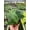 4_POTHOS_JADE.SATIN, variant on Scindapsus Jade Satin "Green Form" - Live Air-Purifying Indoor Plant in Nursery Pot – Easy Care, Low Maintenance Houseplant for Home & Office Decor, Natural Air Cleaner, Best for Beginners (4"Pot)