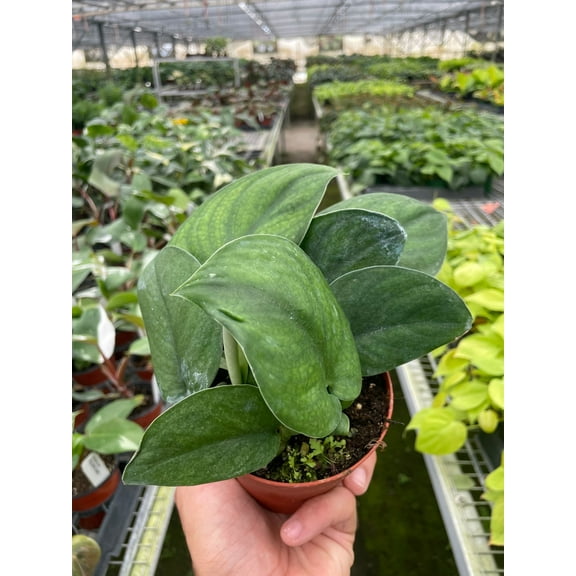 Scindapsus Jade Satin "Green Form" - Live Air-Purifying Indoor Plant in Nursery Pot – Easy Care, Low Maintenance Houseplant for Home & Office Decor, Natural Air Cleaner, Best for Beginners (4"Pot)