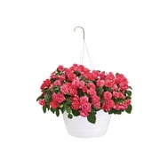 10 in. Rockapulco Coral Mono Hanging Basket Impatiens Live Plant, Pink Flowers