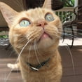 thumbnail image 6 of elasta cat reflective safety stretch collar, 6 of 6