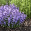 Proven Winners Outdoor Live Plant Nepeta 2.5QT