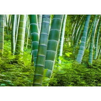 CZ Grain 200 Bamboo Plant Seeds, Exotic and Fast Growing