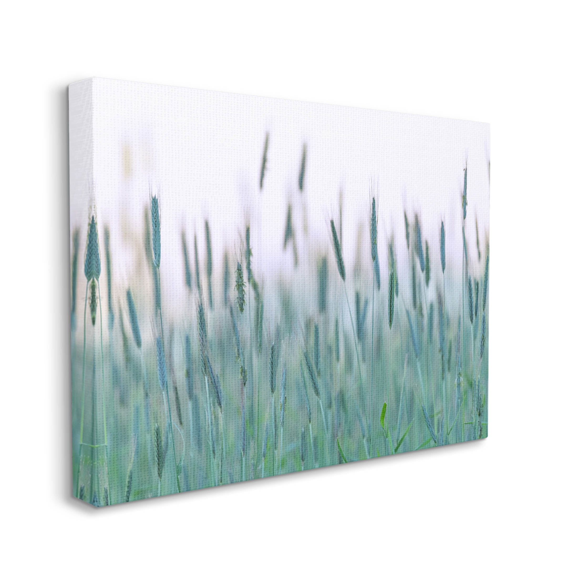 Green Wheat Field Sprigs Landscape Photograph Gallery Wrapped Canvas Print Wall Art