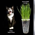 thumbnail image 3 of Fiend Cat Grass Seeds, Organic Wheatgrass, Over 2600 Seeds - Bulk Pack for 32 Pots, 3 of 3