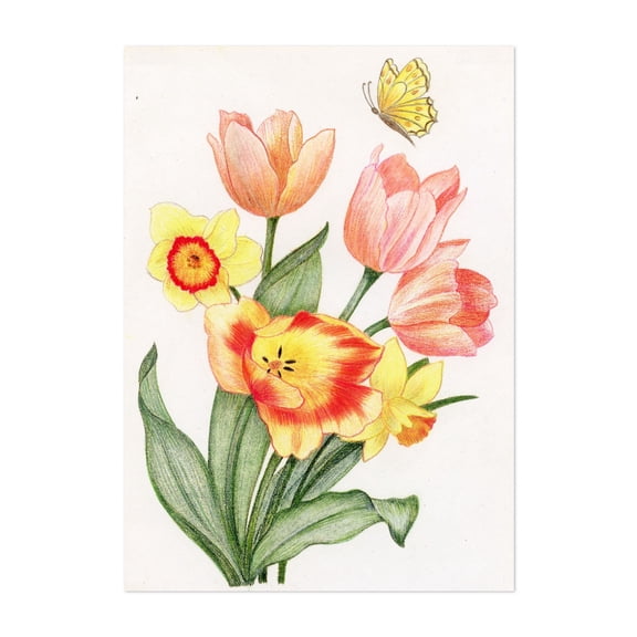 Tulips with Daffodils and Butterfly - Glen Rock Pennsylvania Drawing Floral Flowers Botanical Vintage Nature Unframed Wall Art Print 4 x 6 inches