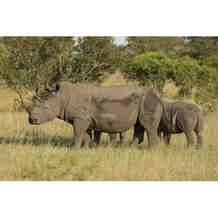 Mother and Young White Rhino, Kruger National Park, South Africa, Africa Print Wall Art By Andy