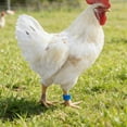 thumbnail image 4 of Sky Blue Chicken Leg Bands Set Of 50 Numbered Poultry Identification Rings Clip On For Farm 16Mm Plastic, 4 of 6