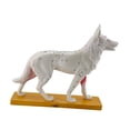 thumbnail image 3 of Modelo de anatomía canina, ayuda didáctica veterinaria, exhibición detallada de puntos de acupuntura canina, modelo de acupuntura corporal canina para, 3 of 8