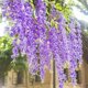 thumbnail image 3 of 12 enredaderas artificiales moradas - flores moradas - flores de glicina simuladas - colgante de pared - decoración colgante Sailing Electrónica, 3 of 5