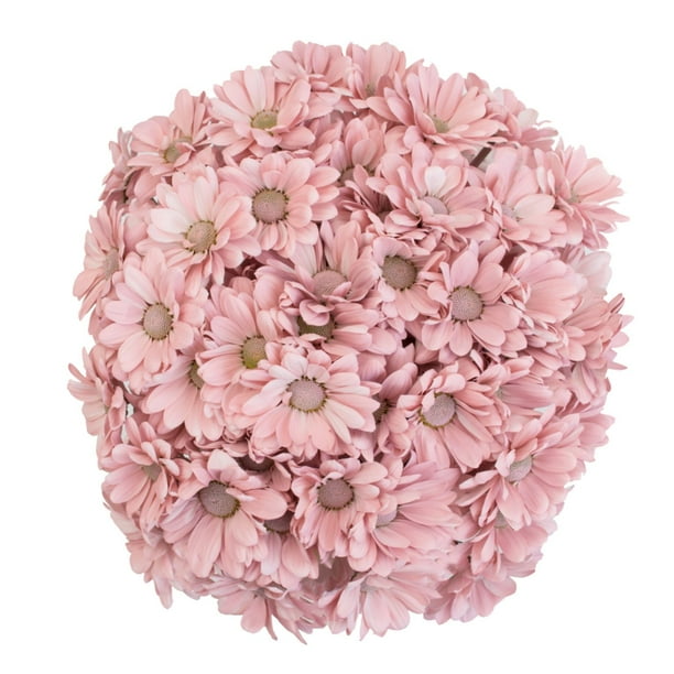 Pompomさん 414rWdu3hJL._SY200_QL15_.jpg