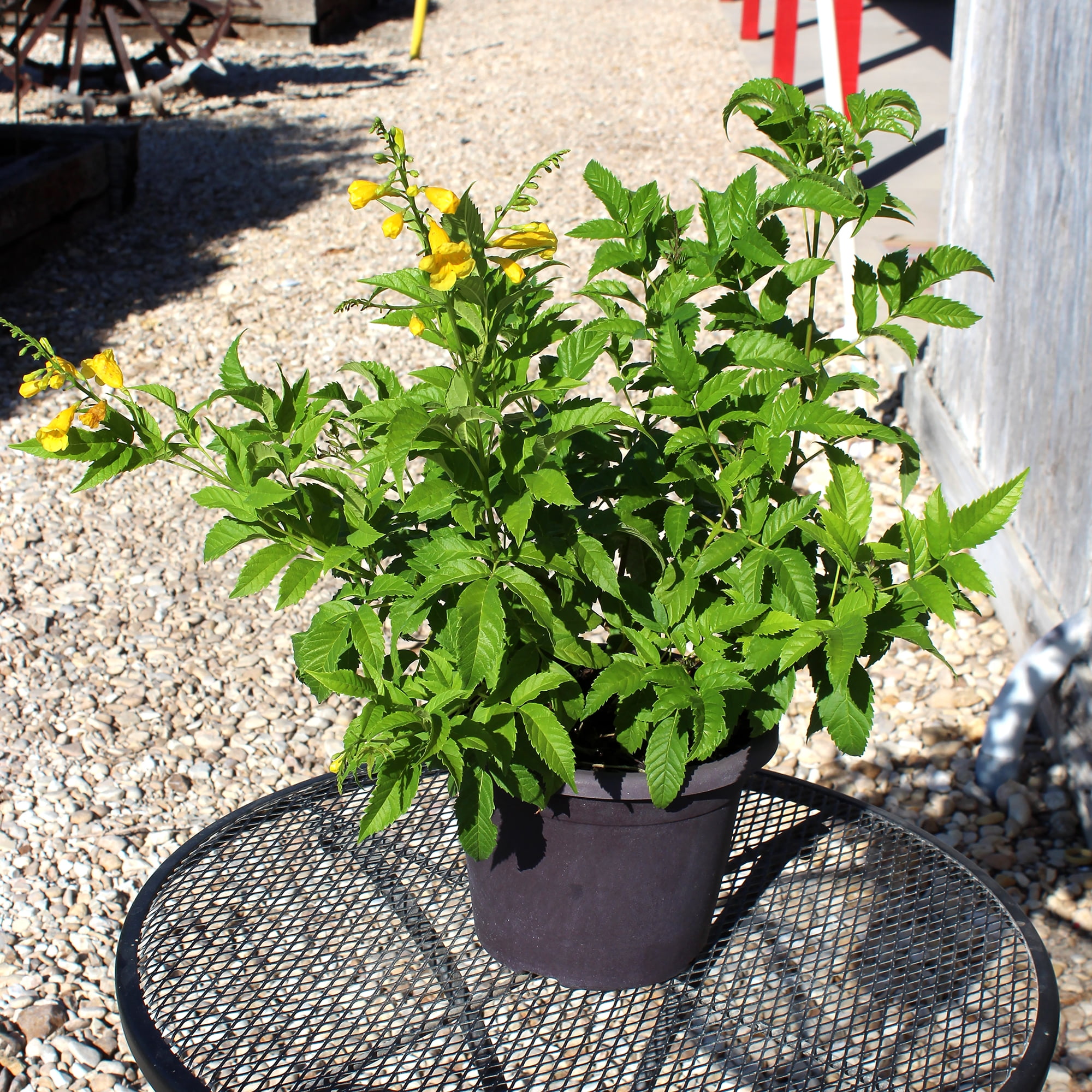 【plantsplants】P. FSQ DeLaRocha/デラロッチャ P.FSQ De LA Rocha VP#2 OC デラロッチャ - メルカリ