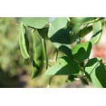 thumbnail image 3 of 50 Seeds Speckled Dixie BUTTERPEA LIMA BEAN Phaseolus Vulgaris Bush Vegetable Seeds, 3 of 6