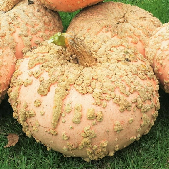 TomorrowSeeds - Peanut Pumpkin (Galeux d'Eysines) Seeds - 10  Count - For 2025 Planting Warty Goblin