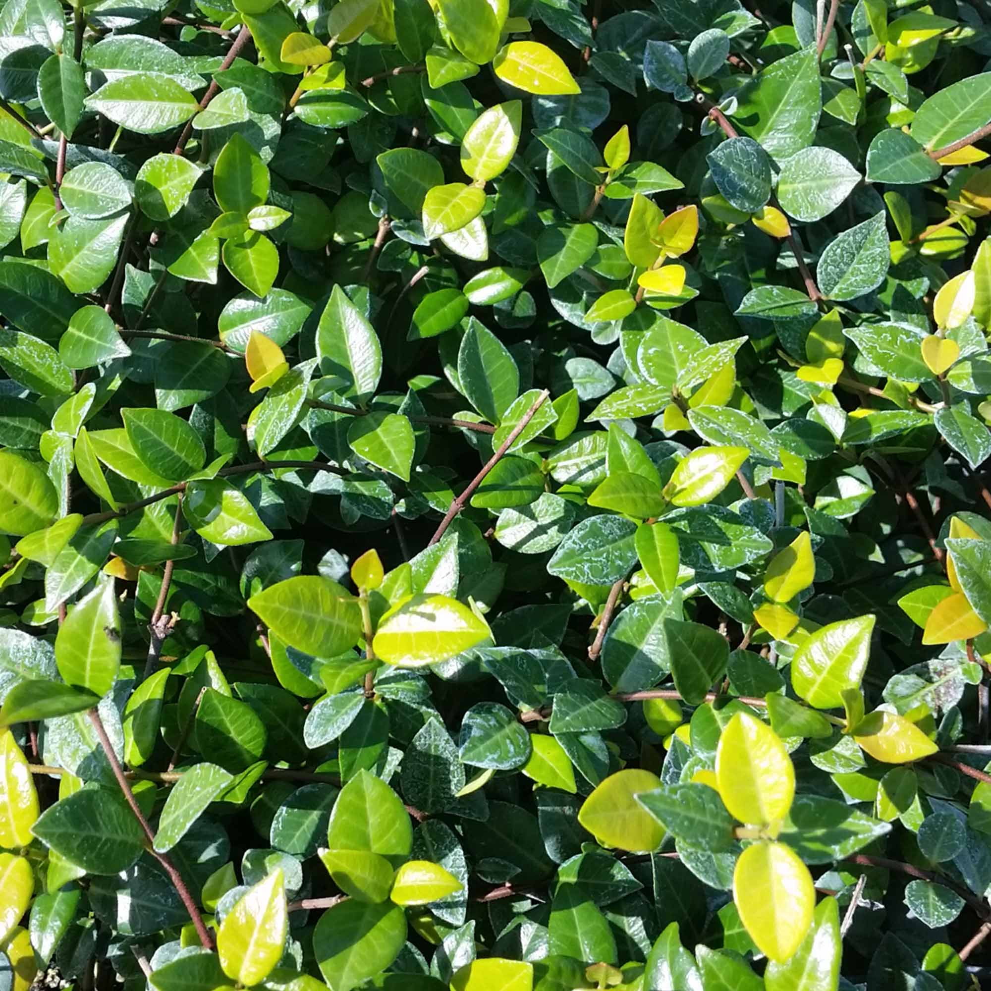 Asiatic Jasmine Varieties ubicaciondepersonas.cdmx.gob.mx