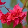 thumbnail image 5 of Magic Bougainvillea Plant Live for Planting, Dark Pink Tropical Bougainvillea Flowering Vine, 4-6 Inch Tall, No Pot, 5 of 6