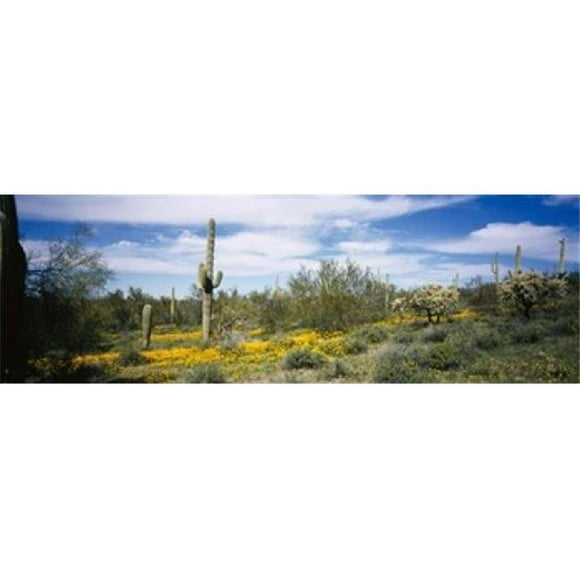 Panoramic Images PPI54170L Poppies and cactus on a landscape Organ Pipe Cactus National Monument Arizona USA Poster Print by Panoramic Images - 36 x 12