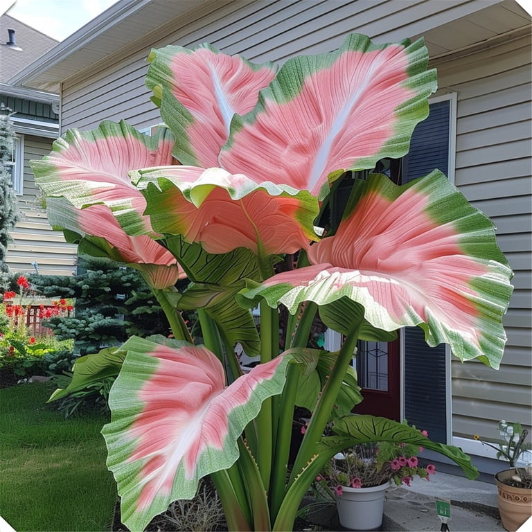 Elephant Ear Bulbs For Sale | Power Planter