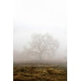 thumbnail image 2 of Blaustein, Alan 17x24 Black Ornate Wood Framed with Double Matting Museum Art Print Titled - Oak Tree - 29, 2 of 4