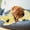 MRB, variant on TIMIFIS Dog Blanket cats blanket Printed Pet Blanket Winter Warm Cover Suitable For Indoor Pet Winter Warm Sleeping