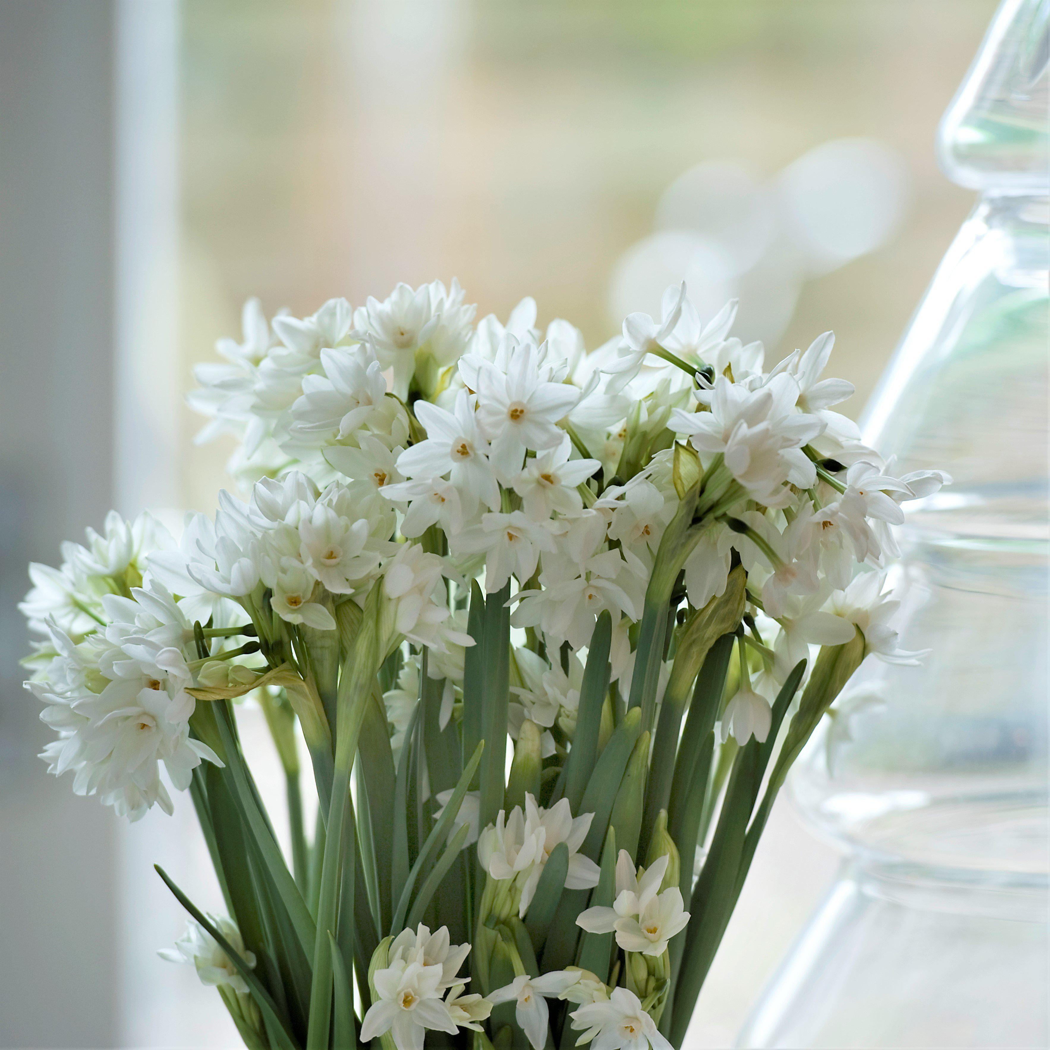 Easy to Grow Bulbs Narcissus Paperwhite Bulbs - Thumbnail 3