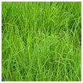 thumbnail image 3 of Everwilde Farms - 1 lb Indian Grass Native Grass Seeds - Gold Vault Bulk Seed Packet, 3 of 4