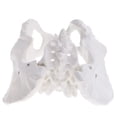 thumbnail image 3 of Modelo de Pelvis Femenina Modelo de Pélvico de Tamaño Natural para Estudio de Biología de Anatomía Médica, Decoración Zulema Estatua humana de la pelvis femenina, 3 of 5