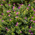 thumbnail image 5 of 2.5 in. Cuphea Enchantia Purple Live Perennial Plant with Purple Flowers (3-Pack), 5 of 9