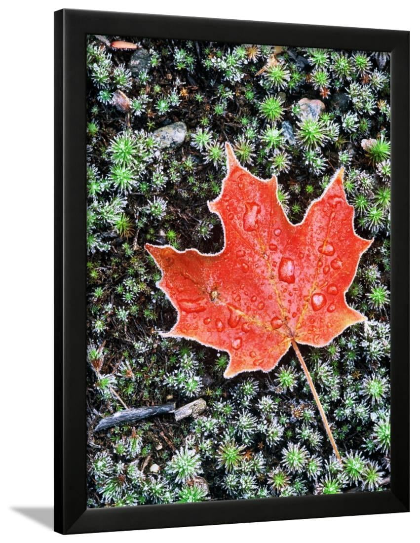 Frost On Autumn Sugar Maple Leaf And Haircap Moss Muskoka Ontario Frost On Autumn Sugar Maple Leaf And Haircap Moss Muskoka Ontario Canada Framed Print Wall Art By Andrew Mclachlan Com