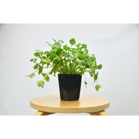 Herb 'Cilantro' Plant / 4