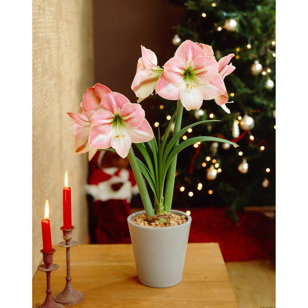 Bloomsz Economy 5-pack Amaryllis Apple B