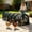 Black, variant on Portable Chicken Run for Backyard, Foldable Chicken Coop Tunnel with Cover Ball Cage, Lightweight Outdoor Swing Run Enclosure for Yard, Black, Outdoor Animal Housing