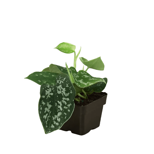 Scindapsus Pictus 'Argyraeus' Satin Pothos - Live Air-Purifying Indoor Plant in Nursery Pot – Easy Care, Low Maintenance Houseplant for Home & Office Decor, Natural Air Cleaner, Best for Beginners