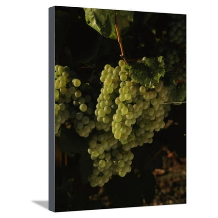 Carneros Chardonnay - Chardonnay Grapes in Vineyard, Carneros Region, California, USA Stretched Canvas Print Wall Art By Green Light Collection