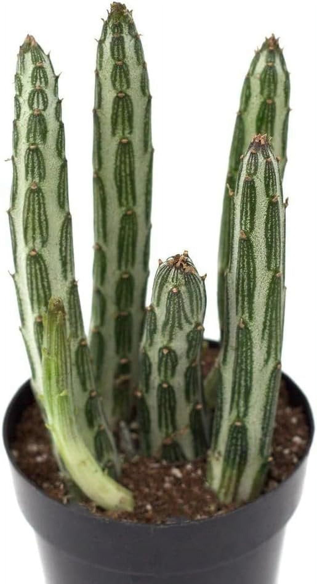 Pickle Plant Senecio - 3 Live Plants in 4 Inch Pots - Senecio Stapeliiformis - Beautiful Indoor Outdoor Cacti Succulent Houseplant