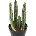 thumbnail image 6 of Pickle Plant Senecio - 3 Live Plants in 4 Inch Pots - Senecio Stapeliiformis - Beautiful Indoor Outdoor Cacti Succulent Houseplant, 6 of 6