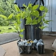 thumbnail image 3 of Sweet Shrub Bush Plant Live, Outdoor Growing, Sweet Shrub in Quart Pot, 3 of 5
