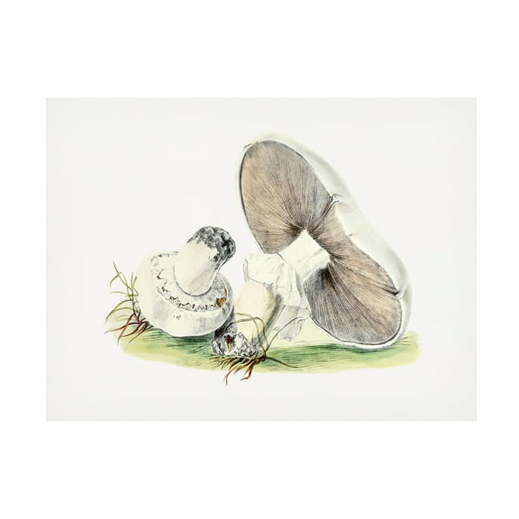 Trademark Fine Art Pictufy Hand Drawn Horse Mushroom Canvas Wall Art