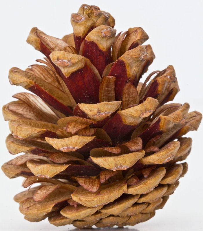 Red Pine Cones Natural Red Cones 100 per order 1 1/2 2in. long