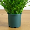 thumbnail image 4 of Nearly Natural 3ft. UV Resistant Artificial Boston Fern Plant with Real Touch Leaves (Indoor/Outdoor), 4 of 7