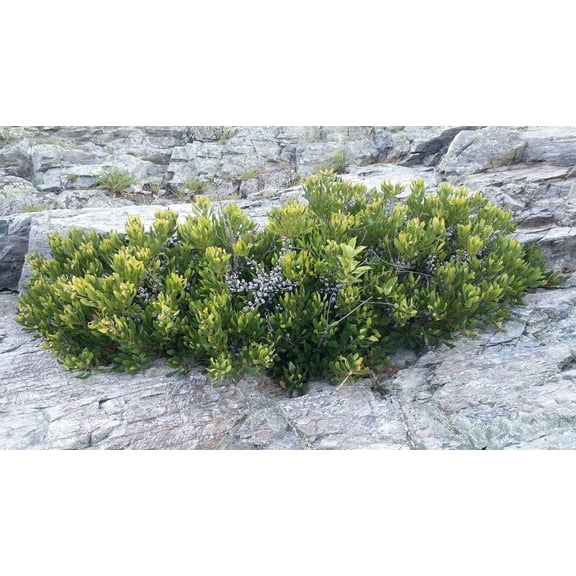 Northern Bayberry Seedlings for Planting  Easy Growing Shrub 5 Seedling