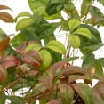 thumbnail image 4 of 2 Fire Power Heavenly Bamboo, Live Plants (Nandina Domestica) – Vibrant Foliage in 2.5” Nursery Cubes – Striking Fiery Red in Fall & Winter, Low-Maintenance Garden Accent, 4 of 8