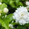 thumbnail image 4 of Live Jasmine Plants 4-8 Inches Tall, Fragrant Jasmine Live Plant for Outdoor House Gardening, 4 of 5
