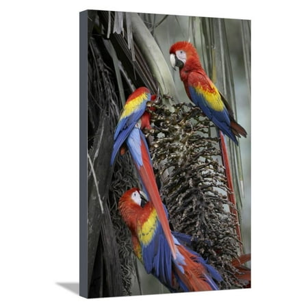 Three Wild Scarlet Macaws Feeding on Palm Fruits, Costa Rica Stretched Canvas Print Wall Art By Tim (Best Fruit In Costa Rica)