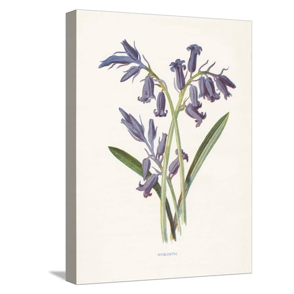 Art.com Hyacinth Stretched Canvas Print Wall Art by Gwendolyn Babbitt, 12" x 16"