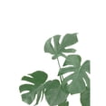 thumbnail image 3 of 1x Studio II 11x14 Black Modern Framed Museum Art Print Titled - Monstera Aqua 04, 3 of 5