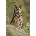 thumbnail image 2 of Jones, Adam 11x14 White Modern Wood Framed Museum Art Print Titled - Long-eared owl-Asio otus-controlled situation-Montana, 2 of 4