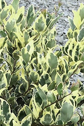 Ligustrum Japonicum Jack Frost Privet - 40 Live Plants - Variegated Evergreen Hedge