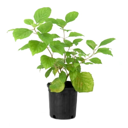 National Plant Network 1 gal. American Beautyberry Shrub