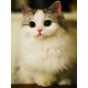 thumbnail image 3 of Evershine - Kit de bordado de diamantes con diseño de gato 5D, para manualidades, con diseño completo de animales, para punto de cruz, diseño de mosaico de diamantes de imitación, para decoración del, 3 of 5